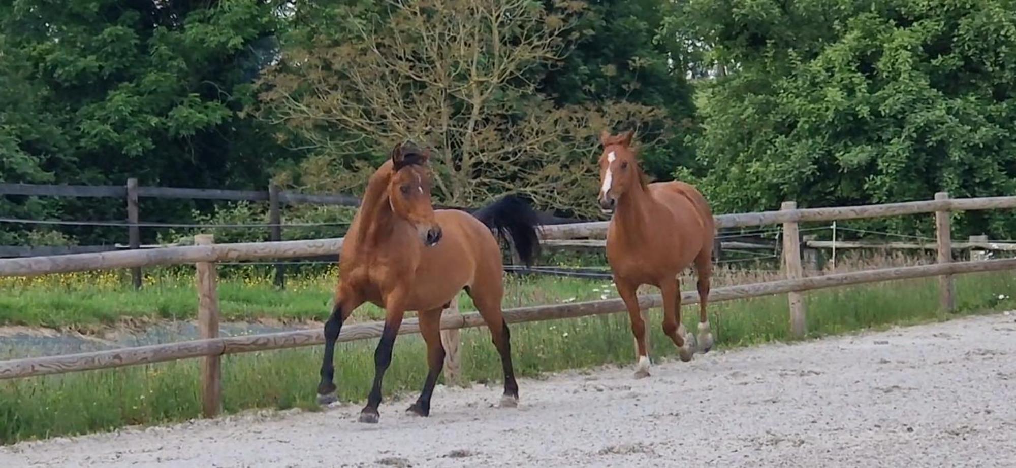 Relais Equestre Du Miloir - Chambres D'Hotes Saint-Desir Екстериор снимка